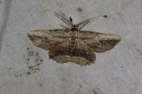 Menophra abruptaria