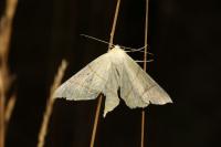 Ourapteryx sambucaria