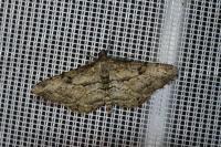 Peribatodes rhomboidaria rhomboidaria