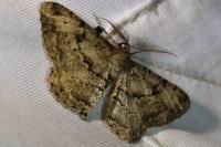 Peribatodes rhomboidaria rhomboidaria
