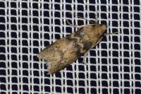 Euzophera pinguis