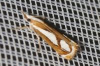 Catoptria mytilella