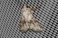 Hecatera bicolorata
