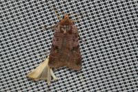 Diarsia brunnea