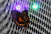 Noctua janthina