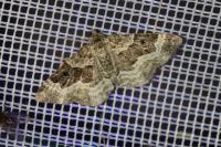 Epirrhoe alternata