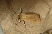 Mythimna impura
