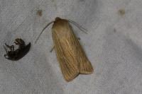 Mythimna impura