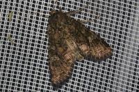 Mamestra brassicae