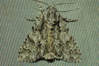 Acronicta auricoma