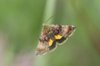 Panemeria tenebrata