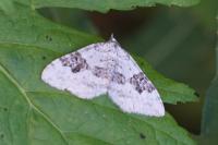 Xanthorhoe montanata