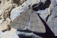 Herminia tarsipennalis
