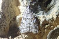Scoparia