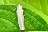 Eilema caniola