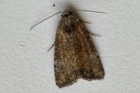 Mesoligia furuncula