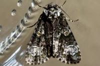 Craniophora ligustri