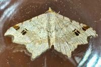 Macaria alternata