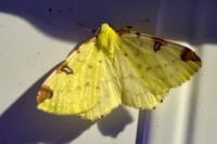 Opisthograptis luteolata