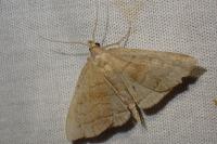 Herminia tarsicrinalis