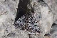 Orenaia alpestralis alpestralis