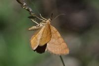 Macaria brunneata