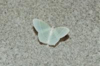 Jodis lactearia