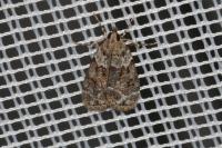 Eudonia mercurella