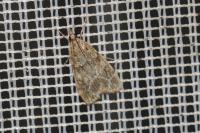 Eudonia mercurella