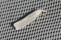 Crambus perlellus