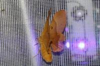Lasiocampa quercus quercus
