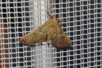 Endotricha flammealis