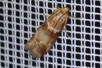 Acrobasis tumidana
