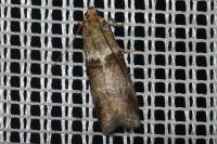 Acrobasis tumidana