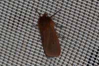 Phragmatobia fuliginosa