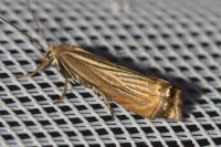 Chrysoteuchia culmella