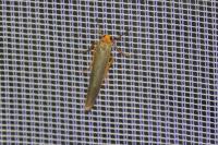Manulea complana