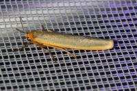 Manulea complana