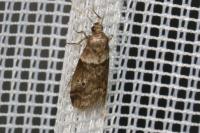 Acrobasis consociella
