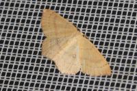 Cyclophora linearia