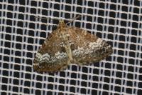 Perizoma alchemillata