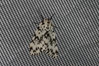 Lymantria monacha