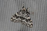 Lymantria monacha
