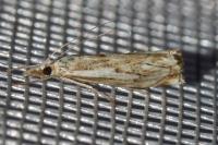 Catoptria falsella