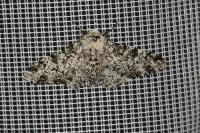 Biston betularia