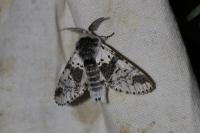 Furcula bicuspis
