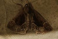 Hypena crassalis