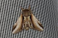 Pheosia gnoma