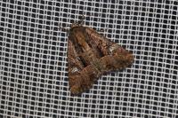 Mesapamea secalella/secalis