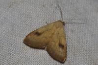 Rivula sericealis